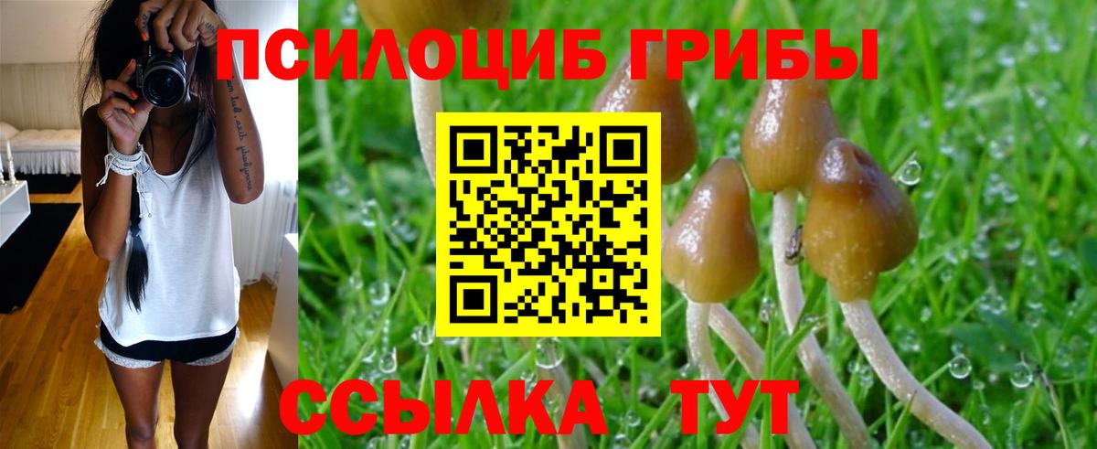 Галлюциногенные грибы Psilocybine cubensis Петропавловск-Камчатский